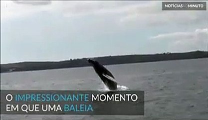 Baleia-jubarte realiza um show junto à costa