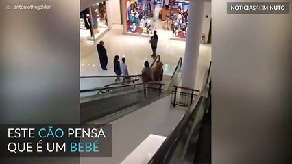 Enorme cão pensa que ainda é um bebé