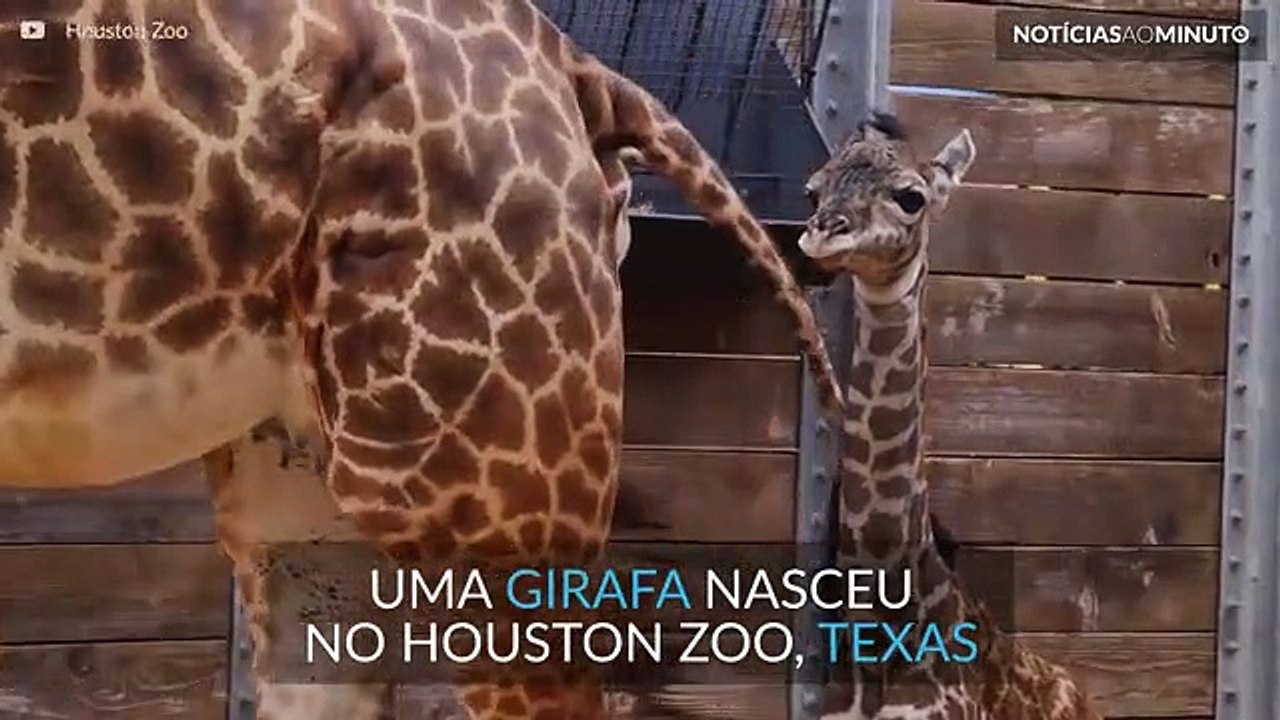 Girafa bebé nasceu Houston Zoo