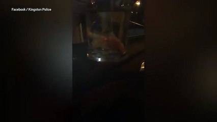 Peixe de estimação roubado encontrado em carro acidentado