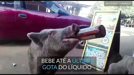 Este porco adora beber cerveja