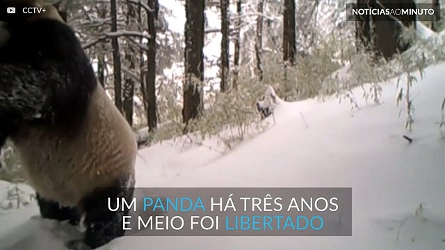 Panda que foi libertada de cativeiro há três anos foi avistado e está saudável