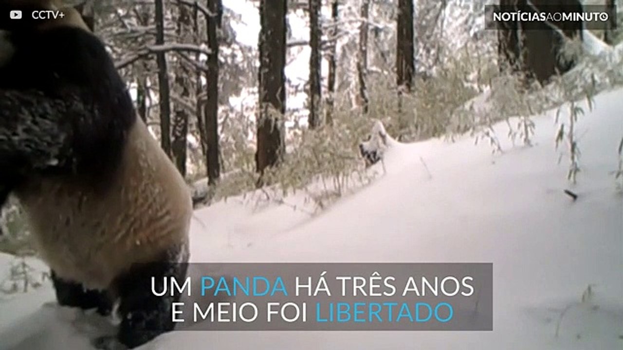 Panda que foi libertada de cativeiro há três anos foi avistado e está saudável