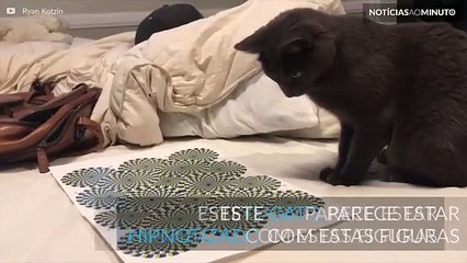 Gatos e ilusão de ótica: duas coisas que não combinam