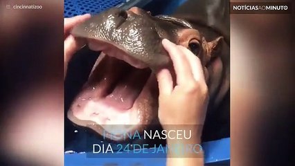 Hipopótamo vai ao dentista!