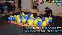 Cão bate recorde do mundo a rebentar balões