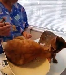 Gato tenta resgatar amigo do veterinário