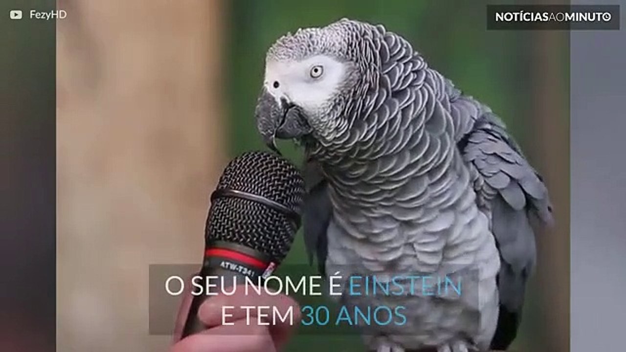 Einstein faz imitações geniais!