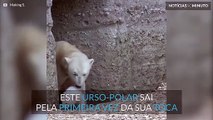 Cria de urso-polar sai pela primeira vez da toca