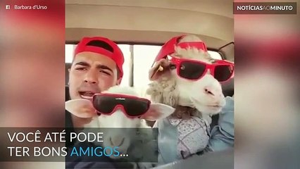 Nunca terá amigos tão simpáticos como estas ovelhas!