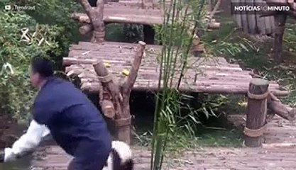 Dia Mundial do Panda, o urso mais adorado do planeta