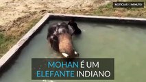 Ligação especial entre elefante indiano e o seu tratador