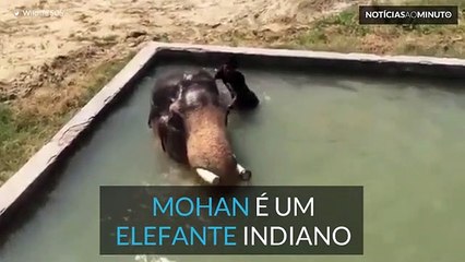 Ligação especial entre elefante indiano e o seu tratador