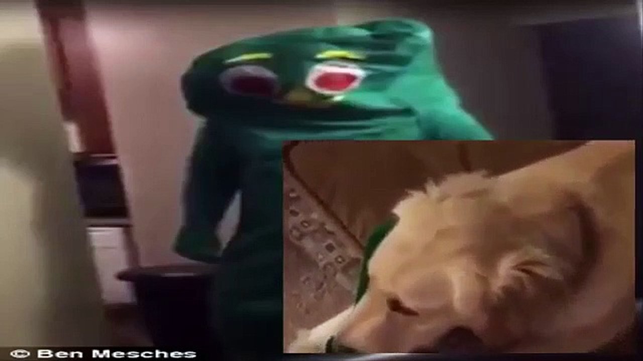 Dono veste-se como a personagem favorita deste cão e reação é hilariante