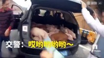 Chinês apanhado com mais de vinte porcos no porta-bagagem