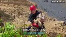 Bombeiros salvam cão preso em falésia