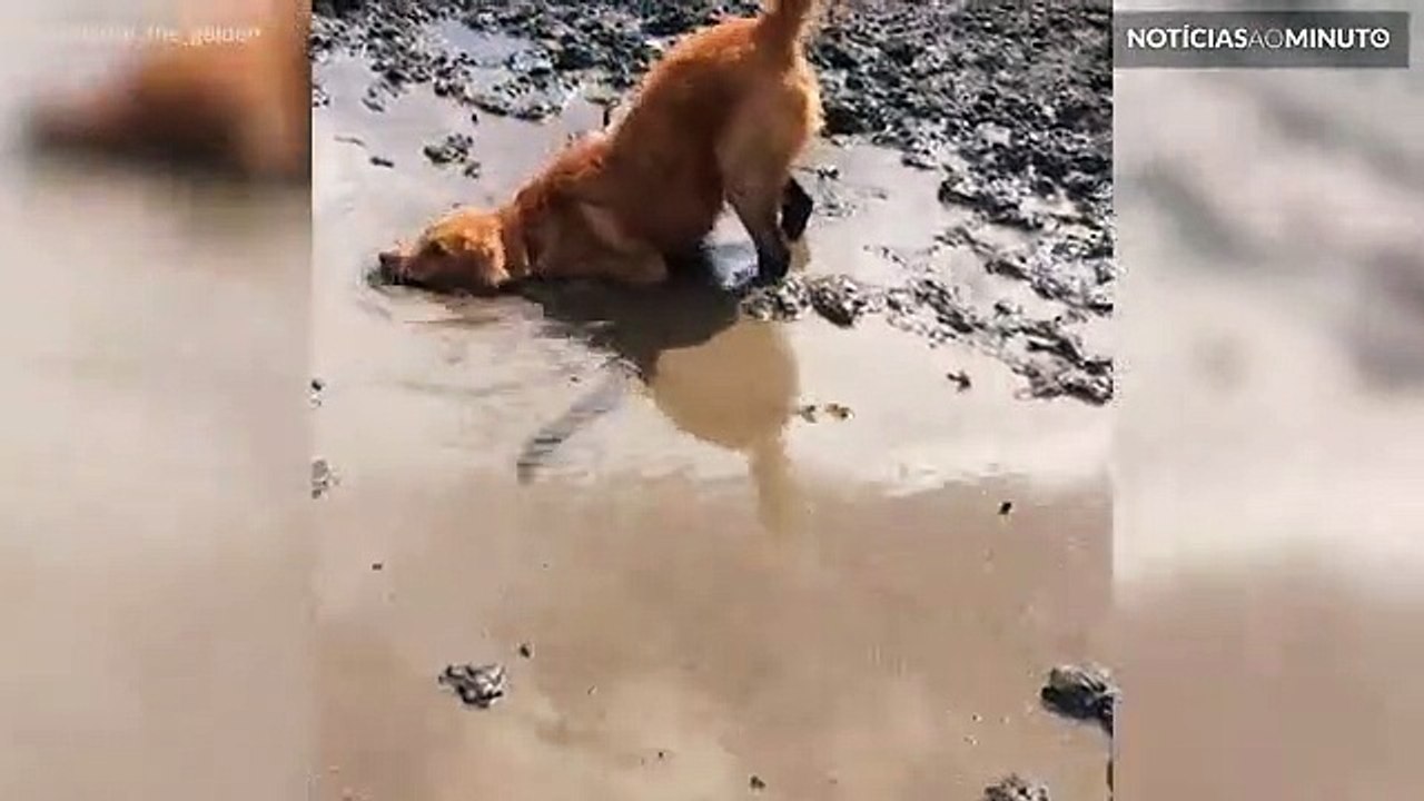 Cão toma banho de lama!