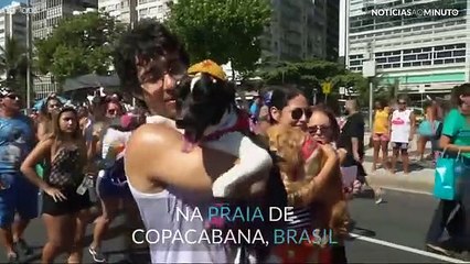 Animais festejam Carnaval vestidos a rigor!