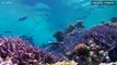 A Grande Barreira de Corais na Austrália está a morrer