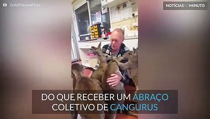 Cangurus dão abraço coletivo ao seu amigo