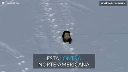 Lontra brinca em lago congelado no Parque Nacional de Yellowstone