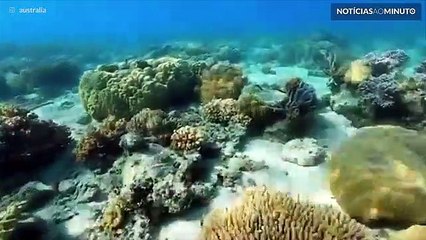 O recife de Green Island pelos olhos de uma tartaruga