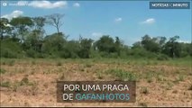 Praga de gafanhotos invade plantações na Bolívia