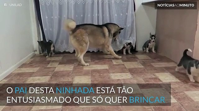 Pai Husky brinca com os seus 9 filhos pela primeira vez