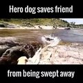 Cão salva outro cão da corrente