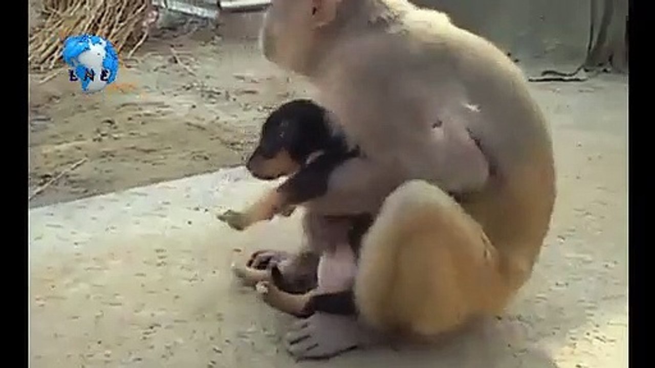 Macaco adota cachorro e protege-o