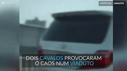 Cavalos causam confusão num viaduto movimentado