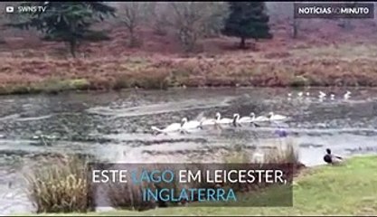 Cisnes trabalham em conjunto para atravessar lago congelado