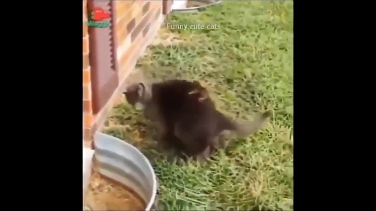CAT FUNNY VIDEO