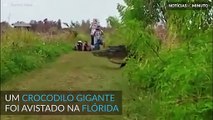 'Godzilla' nos EUA: Crocodilo gigante é filmado caminhando em parque