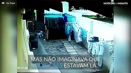 Dois cães impedem roubo de residência