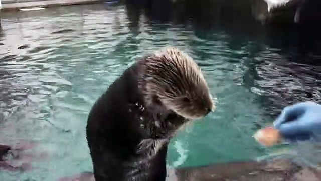 Zoo fechou devido à neve. Isto foi o que aconteceu aos animais