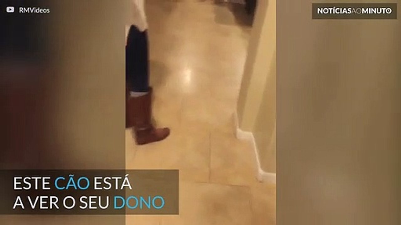 Cão vê o dono pela primeira vez em 6 meses
