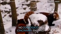 Filhotes de panda-vermelho brincam na neve pela primeira vez