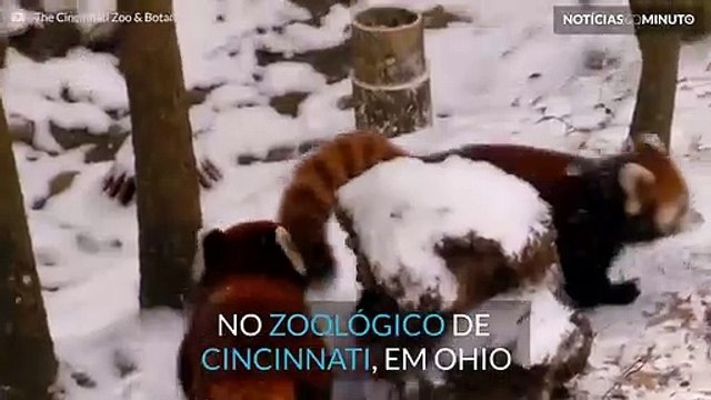 Filhotes de panda-vermelho brincam na neve pela primeira vez