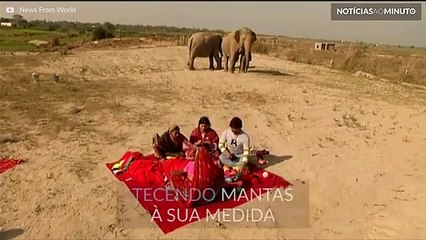 Estes elefantes têm direito a casacos para o frio
