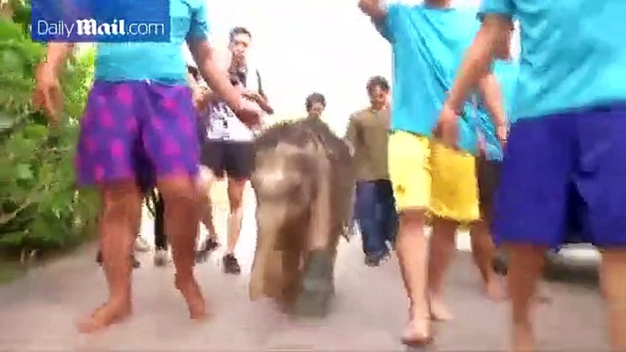 Bebé elefante (re)aprende a andar na água