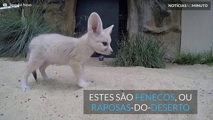 Raposa-do-deserto adorável nasce em Sydney