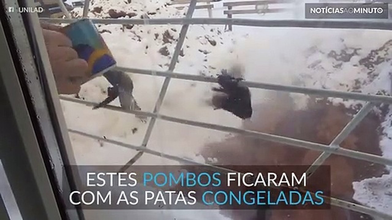 Homem salva pombos presos no gelo da sua janela