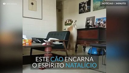 Cão encarna o espírito natalício