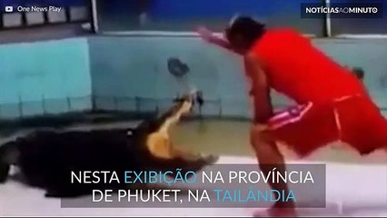 Crocodilo ataca tratador durante apresentação