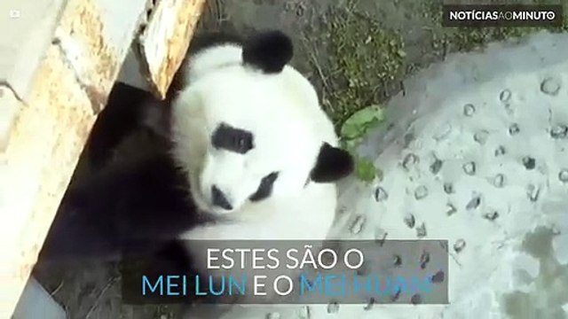 Pandas gémeos cumprimentam turistas pela primeira vez