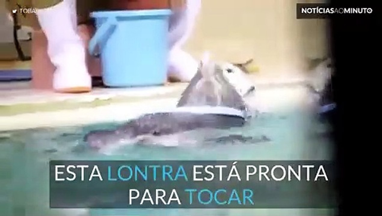 Lontra toca bateria e deslumbra multidão