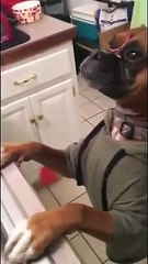 O desafio que fez parar (literalmente) a internet já chegou aos cães