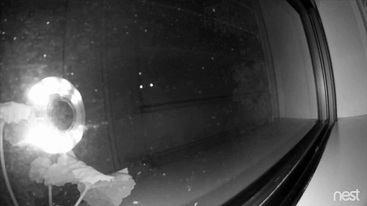 Casal acorda com barulhos estranhos e encontra leão no alpendre