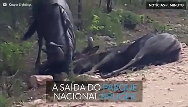 Turista filma Gnu que não desiste até salvar parceiro